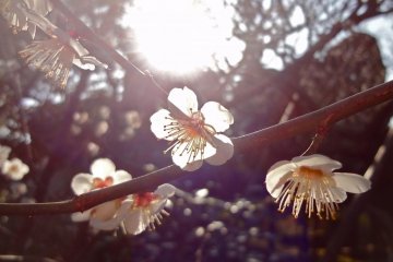 Plum blossoms during sunset