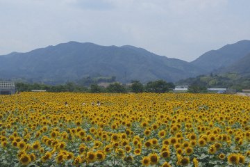 Fields stretch out to the mountains