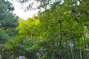 Graves and bamboo