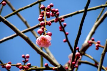 Hundreds of trees offer a great chance (or challenge) to capture the perfect flower