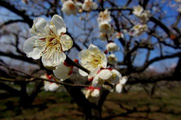 The blossoms are sometimes different colors