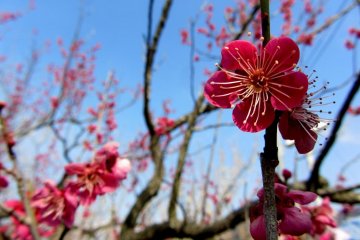 Although it can be difficult to elbow past other tourists, the blossoms are well worth it