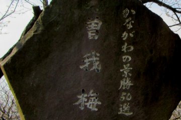 Soga Plum Grove