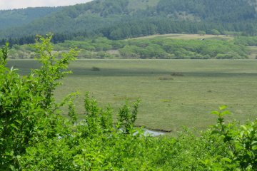 Yashimagahara Wetlands
