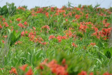 Kirigamine Plateau, Wild Azalea
