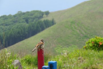Kirigamine Plateau, Bird Singing 