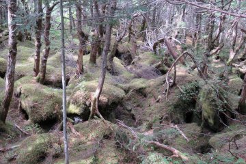 Shirakoma Pond Moss