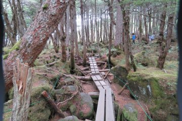 Plank Trail Around Shirakoma Pond