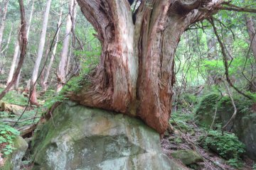 Old tree at Tateshina Otaki Falls