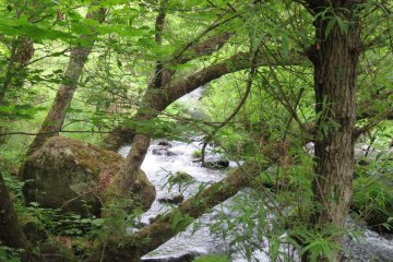 Down Stream at Tateshina Otaki Falls