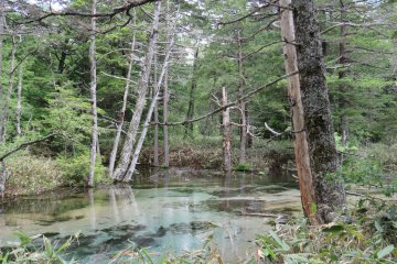 Clear water at Dakesawa Marsh