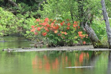 Pond reflection, Dakesawa Marsh