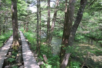 Walkway near Dakesawa Marsh