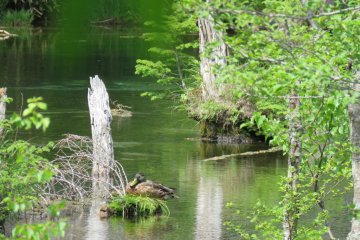 Reflection on pond, notice the duck