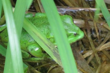 Heard loud noises stood still for several minutes before spotting several frogs