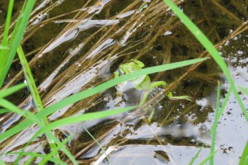 Another frog at Myojin pond