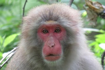 Monkey taking a rest