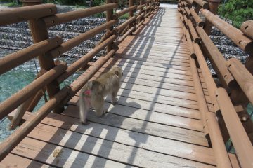 Monkey crossing Myojin-bashi Bridge