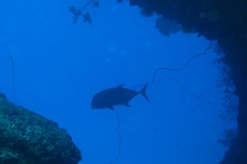 30m brings you to the home of the giant trevally