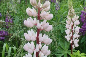 Lupine
