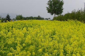 Great Earth Cycling Event in Furano