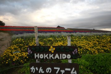 Flower fields