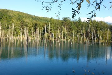 The blue pond in Biei