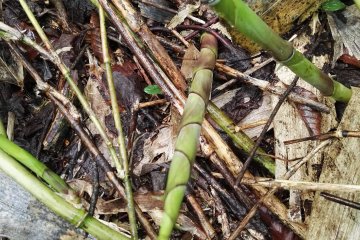 Sebatang rebung bambu