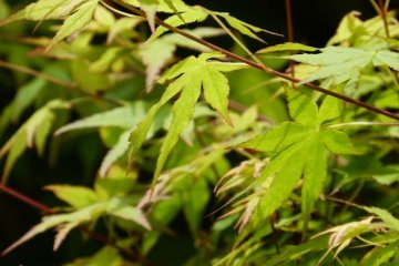 Hiroshima's Momiji Maple Leaves