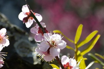 Plum Blossoms in Jomyo-ji Temple 