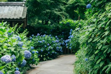 Kamakura