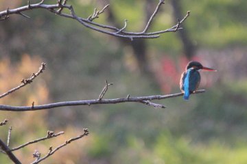 The Birds of Dogo Park