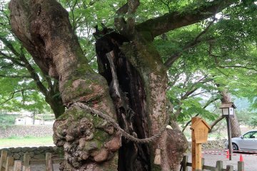 A tree more than 600 years old