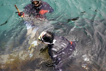 Ama divers