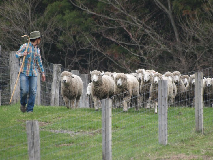 Koiwai Farm