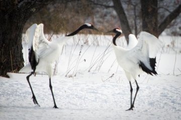 This couple is kissing
