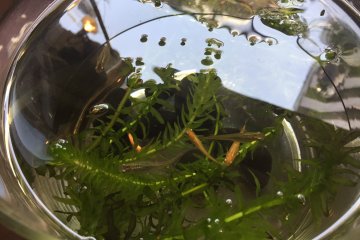 Medaka in a fish bowl on the window