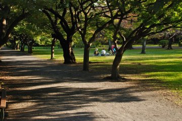 Koishikawa Botanical Garden Road