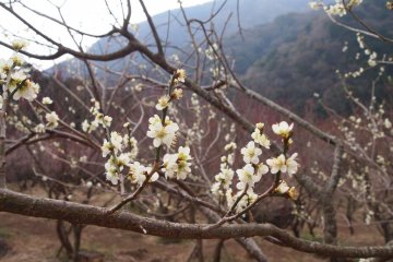 Plum Blossoms