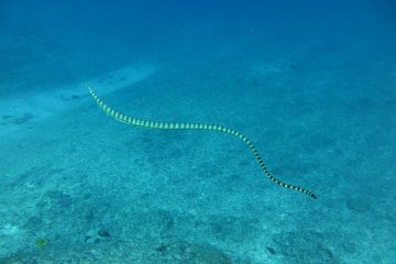 It's not uncommon to pass a sea snake swimming by...but try not to get too close!