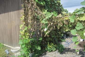 Zen's lovely gourd-sheltered patio