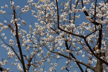 <p>There is a good mixture of different blossom colors: white here...</p>