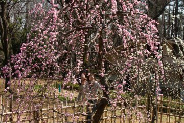 <p>... and pink of course!</p>