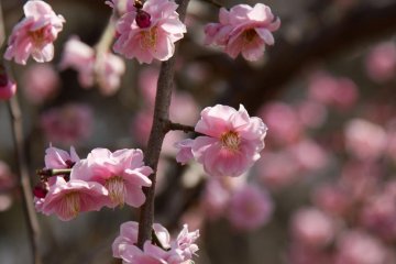 <p>Have a close look at the individual blossoms, there is great detail to discover.</p>