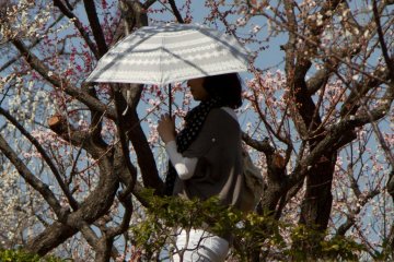 <p>It was so warm when I was there, people would take out their umbrella to protect themselves from the sun.</p>