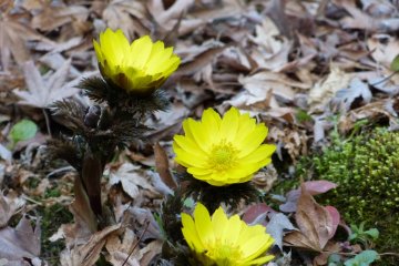Yellow flowers announce the coming of spring