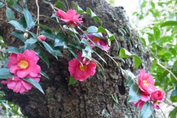 Camellias blooming in the garden
