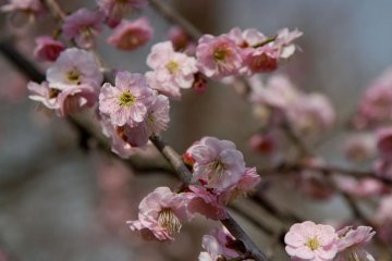<p>Others were in full bloom</p>