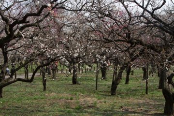 <p>It's a historical garden and most of the trees are quite gnarly</p>
