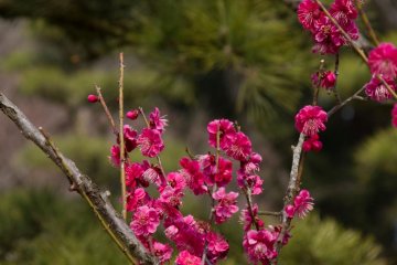 <p>The dark-pink and green combination was my favorite</p>